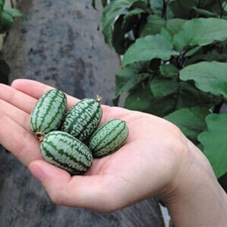 Rosepoem 10pcs Mini Wassermelone Samen Daumen Samen Wunderbar lecker Cucamelon-Samen 10 Stück