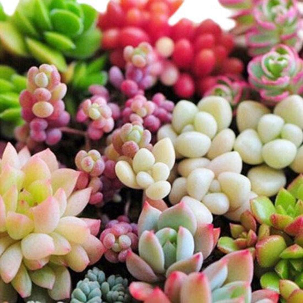 Humany 100pcs Mixed Succulents Seeds Indoor Plants House Decorating Cacti Succulents Flower Seeds