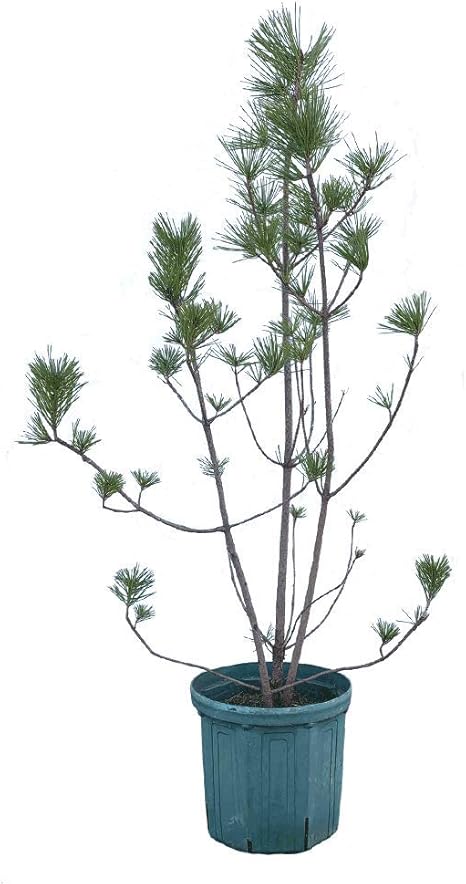 新着商品 クロマツ 株立ち 樹高50 70cm前後 単品 常緑 株立ち 苗木 庭木 和風 雄松 最大30 Off R4urealtygroup Com 新着商品 クロマツ 株立ち 樹高50 70cm前後 単品 常緑 株立ち 苗木 庭木 和風 雄松 最大30 Off R4urealtygroup Com