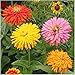 Package of 250 Seeds, Cactus Zinnia Mixture (Zinnia elegans) Non-GMO Seeds By Seed Needs
