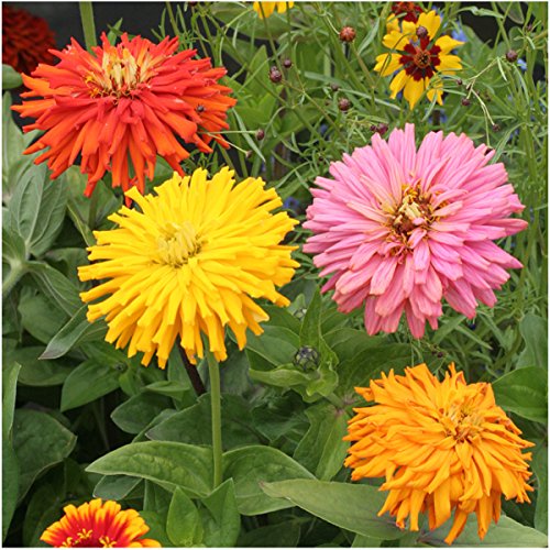 Package of 250 Seeds, Cactus Zinnia Mixture (Zinnia elegans) Non-GMO Seeds By Seed Needs Package of 250 Seeds, Cactus Zinnia Mixture (Zinnia elegans) Non-GMO Seeds By Seed Needs