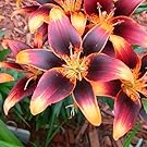 Asiatic Lily Bulbs - Starlette - Bag of 5, Bulk, Mixed