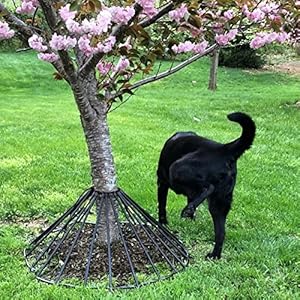 Amazon.com : Dawg Tree Pee Guard : Patio, Lawn & Garden