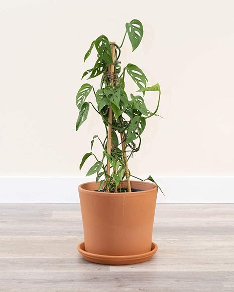 Download Amazon Com Plantvine Monstera Adansonii Monstera Plant Swiss Free Get Wallpaper Amazon Com Plantvine Monstera Adansonii Monstera Plant Swiss For Android Free