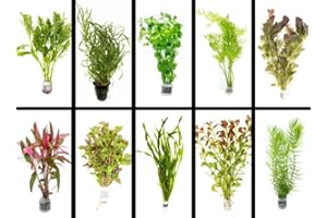 SURMEN LEGACY Live Freshwater Aquarium Plants - 5 Assorted Bundle Rooted for Fish Tanks - (Grower's Choice) Beginner Friendly