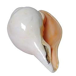 Original Blowing Shankh (VAMAVARTI BAJNEWALA) Conch