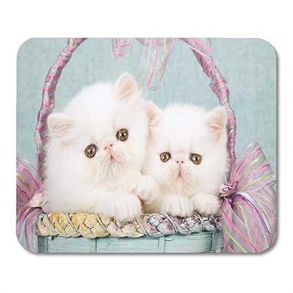 White Persian Kittens For Sale Treasured Kittens