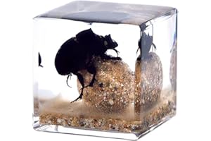 LimiChrys Insects' Cubic Scope, Real Insect Collection, Resin Bug Specimen, Biology Scientific Educational Display, Crystal Cube Ornament, Nature Inspiration (Dung Beetle)