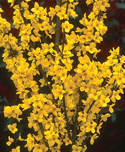 Show Off Forsythia x 'Mindor' PP19,321 - Proven Winners - 4" pot