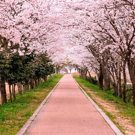 Amazoncom Aofoto 7x7ft Flower Tree Backdrop Spring Cherry