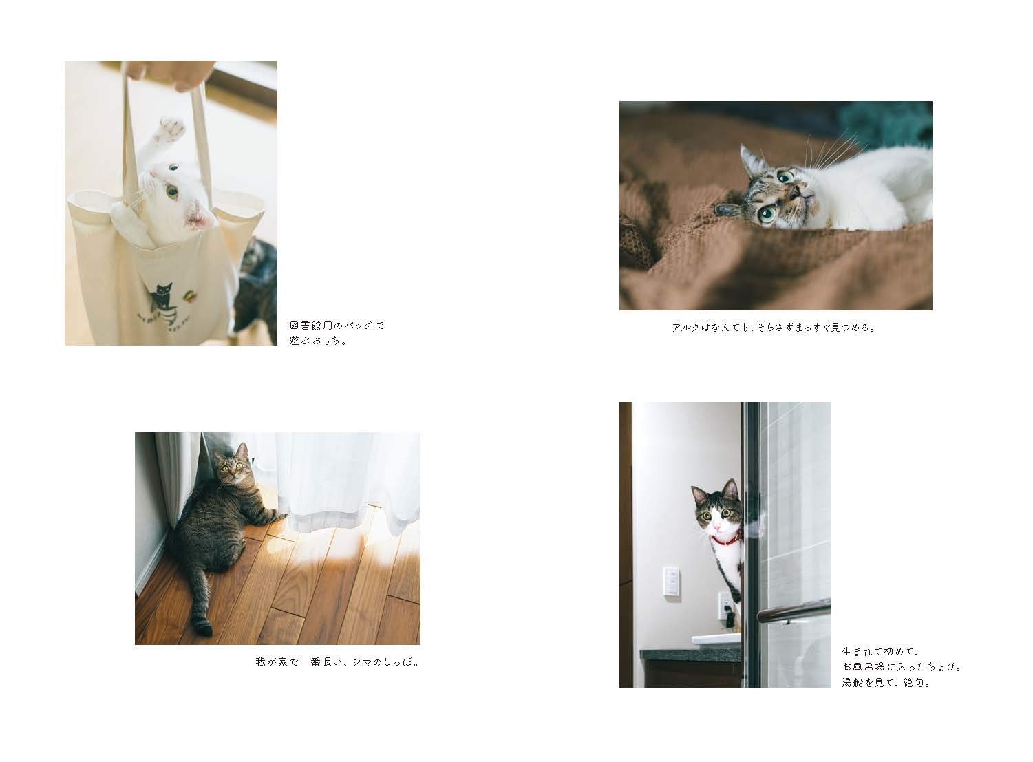 日々猫だらけ ときどき小鳥 ますみ あさの 本 通販 Amazon