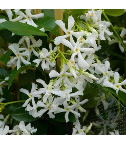 Amazon.com : 1014-Star Jasmine (Trachelospermum jasminoides