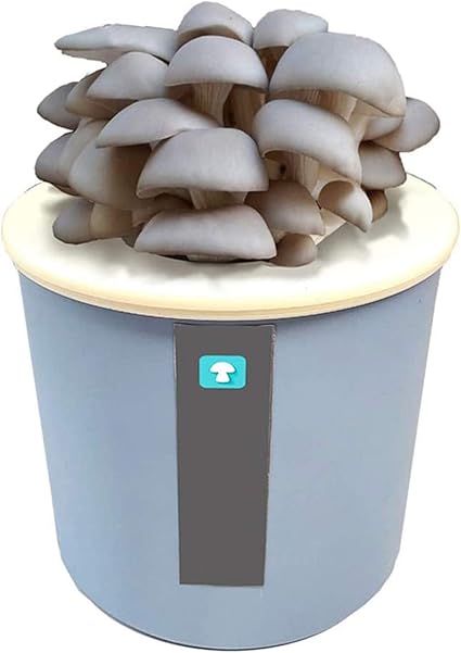 Lxtin Kit De Culture De Champignons Magiques Interieur Kit De Demarrage De Graines De Champignons Mycelium Compost De Spawn De Champignons D Huitres Bricolage Facile A Cultiver Recol Amazon Fr Cuisine Maison