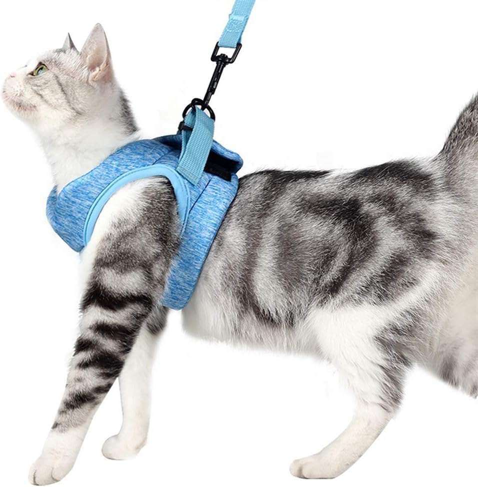 best collar for outdoor cat