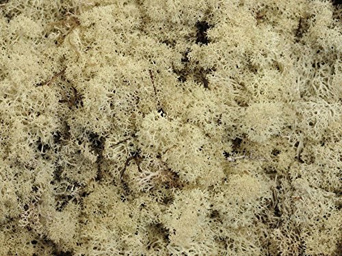 Reindeer Moss - Preserved for Air Plant Decor, Tillandsia Craft, Flower Arranging, House Airplant (Misty White Snow)