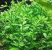 Mainam Moneywort Bacopa Monnieri Bundle Live Aquarium Plant for Freshwater Fish Tank Decoration 3 Days Live Guaranteed