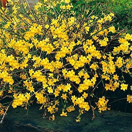 December01 &Winter Jasmine 100 seeds