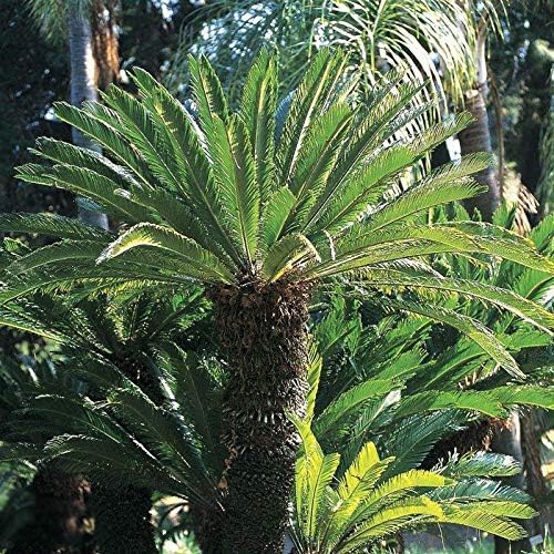 5 pcs Cycas seemannii Seed Queen Sago Palm Cycad Rare Hard to find Seed