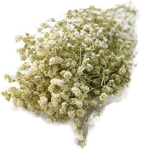 Amazon Tellw グリーン リゾーム フラワー ジプソフィラ 天然花 ドライ ホワイトスター フローラルフラワー 造花 オンライン通販