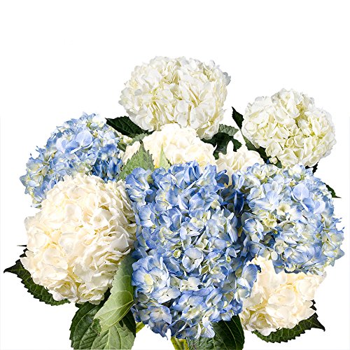 GlobalRose Hydrangeas- 10 Assorted Color Flowers- Fresh Cut For Delivery - Thumbnail 3
