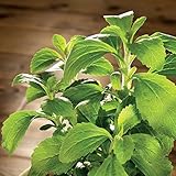 Park Seed Sugarleaf Organic Stevia Seeds, Pack of