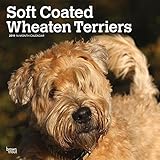 Soft Coated Wheaten Terriers 2019 12 x 12 Inch Monthly Square Wall Calendar, Animals Dog Breeds Terr by 