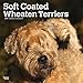 Soft Coated Wheaten Terriers 2019 12 x 12 Inch Monthly Square Wall Calendar, Animals Dog Breeds Terr by 