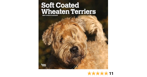 Soft Coated Wheaten Terriers 2019 12 X 12 Inch Monthly Square Wall Calendar Animals Dog Breeds Terriers English French And Spanish Edition 9781975401146 Amazon Com Books