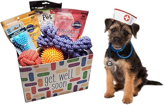 dog get well basket