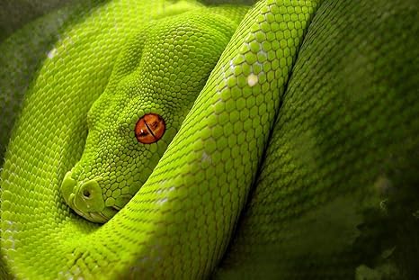 Amazon Co Jp ヘビの壁紙 動物の壁紙 184 キャンバス ステッカー 印刷 壁紙ポスター はがせるシール式 写真 特大 絵画 壁飾り1cmx80cm Diy Tools Garden