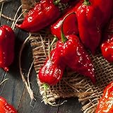 David's Garden Seeds Pepper Hot Bhut Jolokia (Ghost Pepper) SL2231 (Orange) 25 Non-GMO, Heirloom Seeds