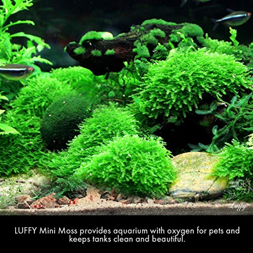 Luffy Betta Coco Mini Moss (1pc) - 3" x 1.75" Java Moss on a Coconut Shell - Low-Maintenance Aquatic Decor for Betta Tank - Create Stunning Aquascape - Gives Vertical or Horizontal Space to Explore