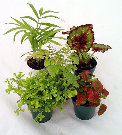 Terrarium & Fairy Garden Plants - 5 Plants in 2