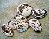 Christmas Pole Lima Bean 25 Seeds -Also Used In Jewelry