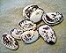 Christmas Pole Lima Bean 25 Seeds -Also Used In Jewelry