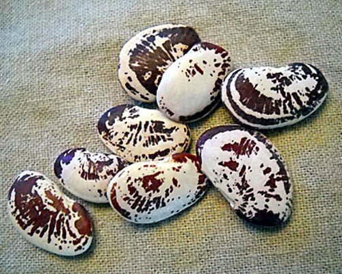 Christmas Pole Lima Bean 25 Seeds -Also Used In Jewelry Christmas Pole Lima Bean 25 Seeds -Also Used In Jewelry
