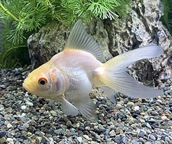 Amazon 江戸川産 白琉金 ｓm 少緋入り 生体 オリジナル 観賞魚 水中生物 通販