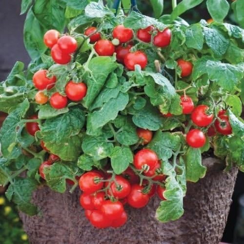 Amazon Com 30 Tiny Tim Dwarf Patio Tomato Seeds16 Plant Hanging