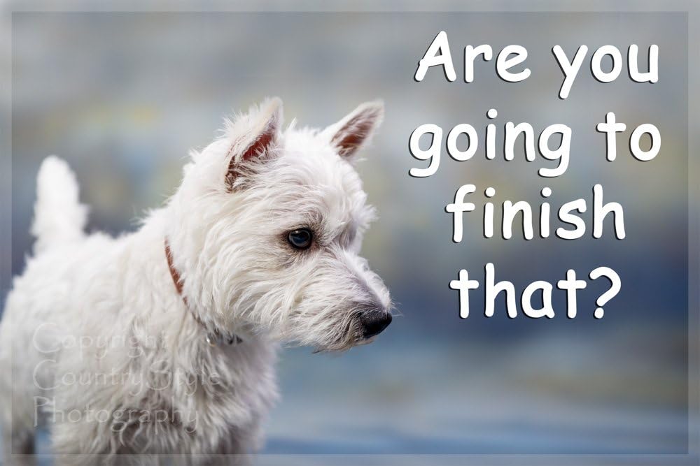 funny westie pictures