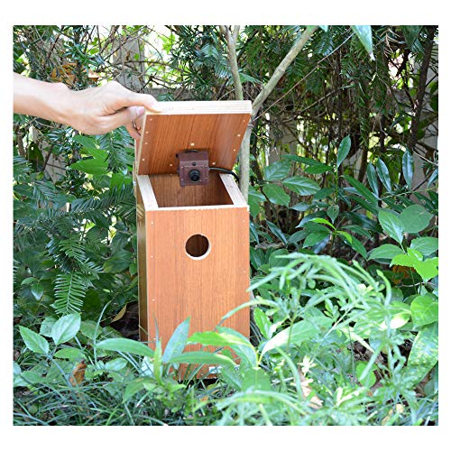 Golbong Green Backyard Poe Ip Birdhouse Camera With Audio Hd