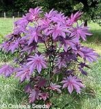 Castor Bean -Deep Purple- New Zealand Purple, Tropical Look, Fast Growing - Ricinus Communis, (16+ Seeds)