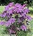 Castor Bean -Deep Purple- New Zealand Purple, Tropical Look, Fast Growing - Ricinus Communis, (16+ Seeds)