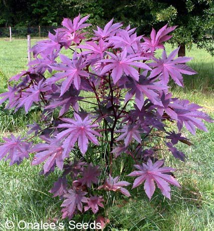 Castor Bean -Deep Purple- New Zealand Purple, Tropical Look, Fast Growing - Ricinus Communis, (16+ Seeds)