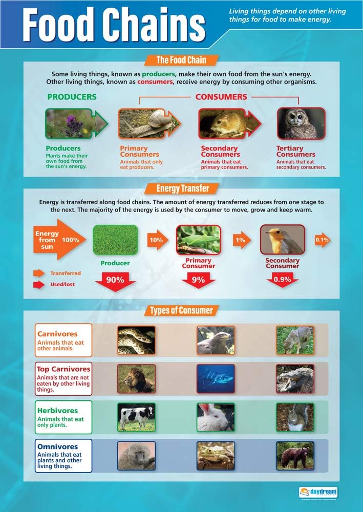 Food Chains | Science Posters | Laminated Gloss Paper Measuring 33” x 23.5” | STEM Charts for The Classroom | Education Charts by Daydream Education
