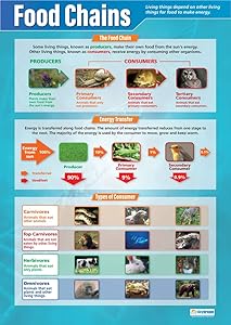 Food Chains | Science Posters | Laminated Gloss Paper Measuring 33” x 23.5” | STEM Charts for The Classroom | Education Charts by Daydream Education