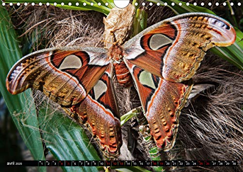 Papillons du monde, vus de près (Calendrier mural 2020 DIN A4 horizontal): Portraits de douze papillons aux couleurs…