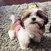 Rimobul 50PCS Yorkie Pet Hair Bows with Rubber Bands, Cute Small Dog Hair Bows Pet Handmade Hair Bowknot Puppy
