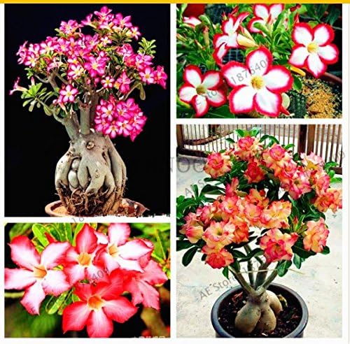 20pcs Adenium Obesum Seeds Desert Rose Perennial Flower Garden Bonsai Plant