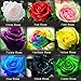 (Rose1-9 *Ambizu*) This Order Include 9 Packs Each Color 50 Seeds Chinese Rose Seeds - Rainbow Pink Black White Red Purple Green Blue Rose Seeds