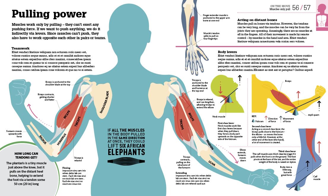 How the Body Works: The Facts Simply Explained (DK How Stuff Works)